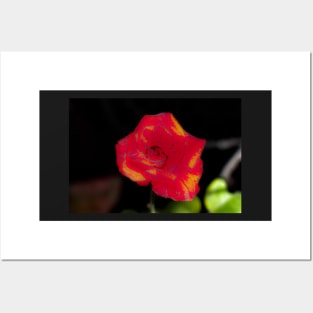 Red rose blossom with yellow parts Posters and Art